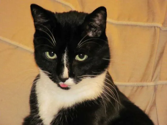 Found This Blep Going Through Old Pics Tonight. Magic, Gone But Not Forgotten