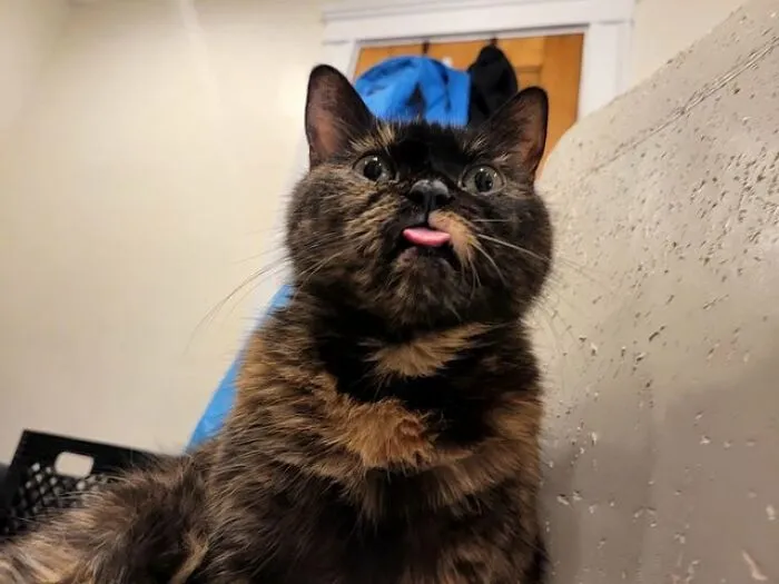 Sacando la lengua desde un ángulo gracioso