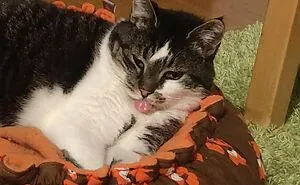 40 Cats That Forgot To Put Their Tongue Back In And Had The Derpiest Faces On Them