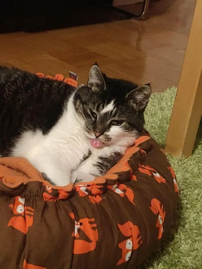 Head Empty Only Blep