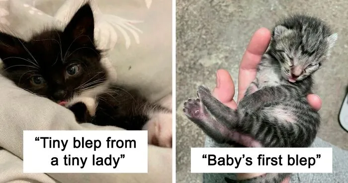 40 Cats That Forgot To Put Their Tongue Back In And Had The Derpiest Faces On Them