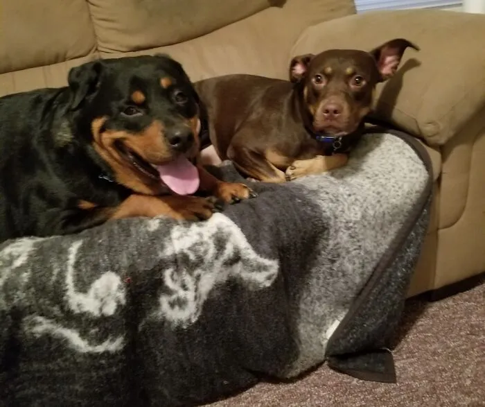 Boober & Batty