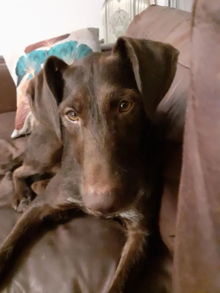 This Is Douglas A Former Stray From Romania,  Now Living His Best Life In The UK