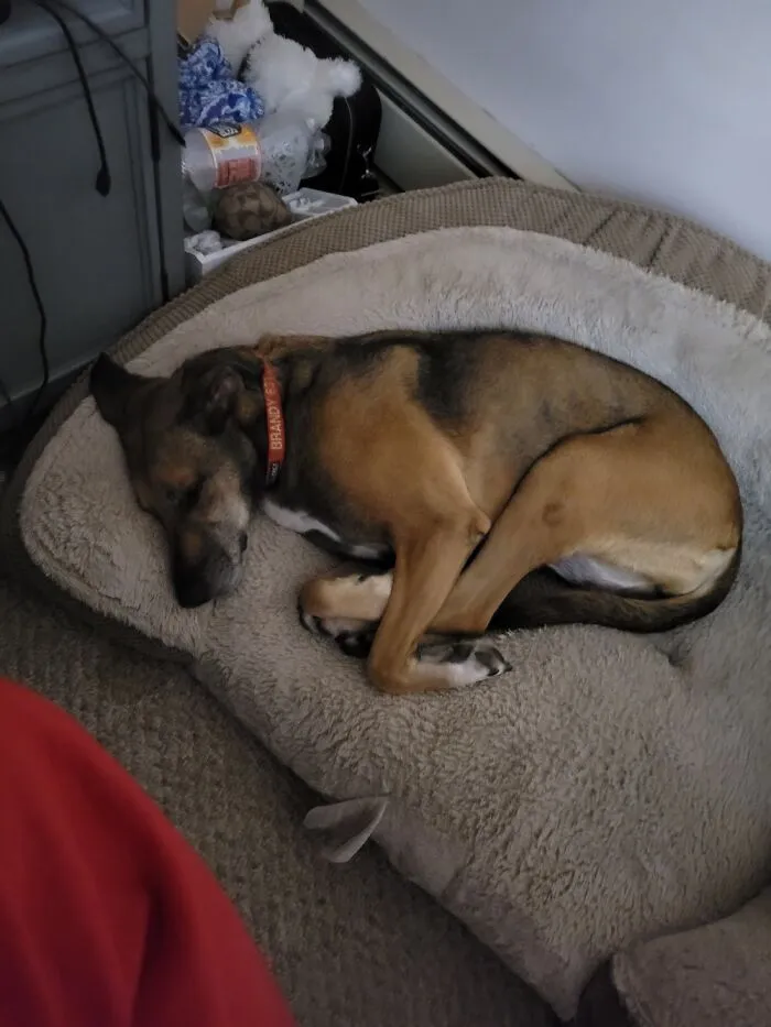 My Adorable Dog Brandy Hugging Her Feet