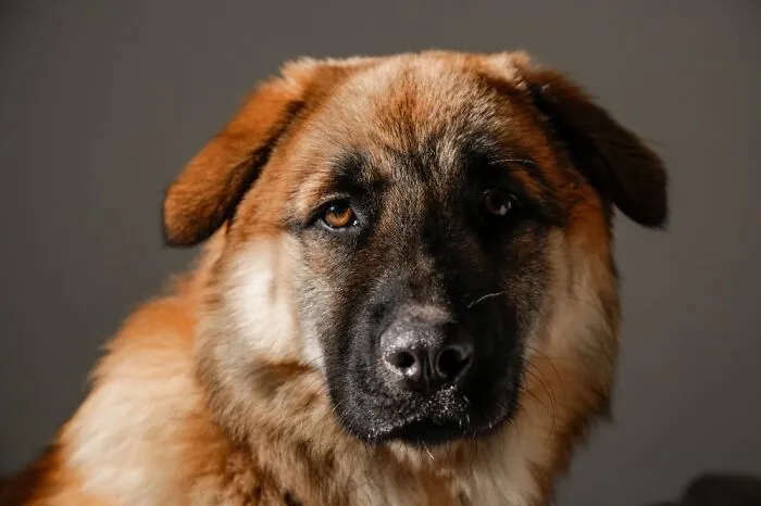 Big, Good Boy Enzo