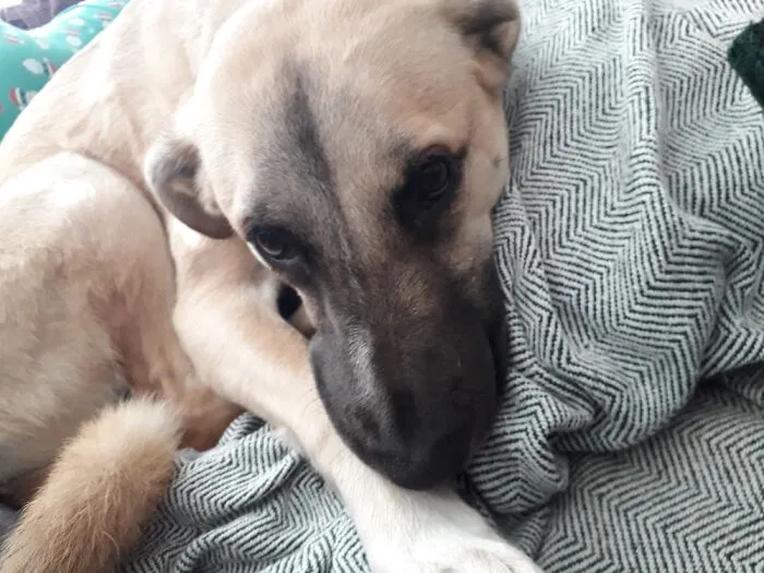 Sleepy Doggo