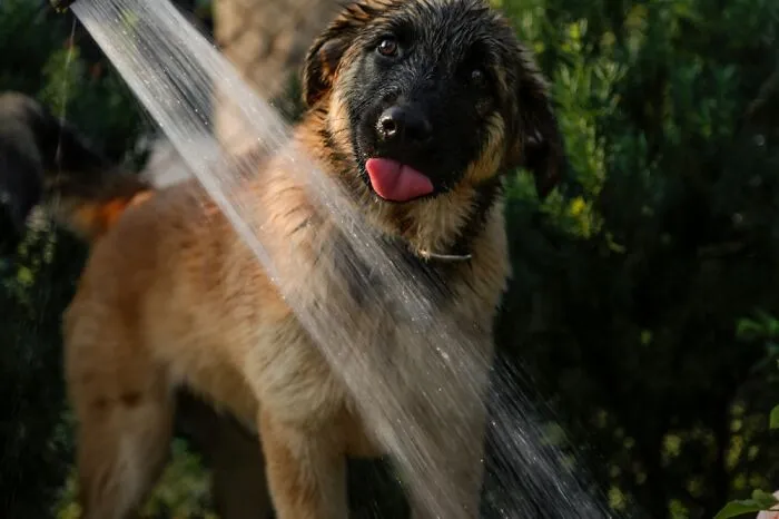 Enzo Having Fun