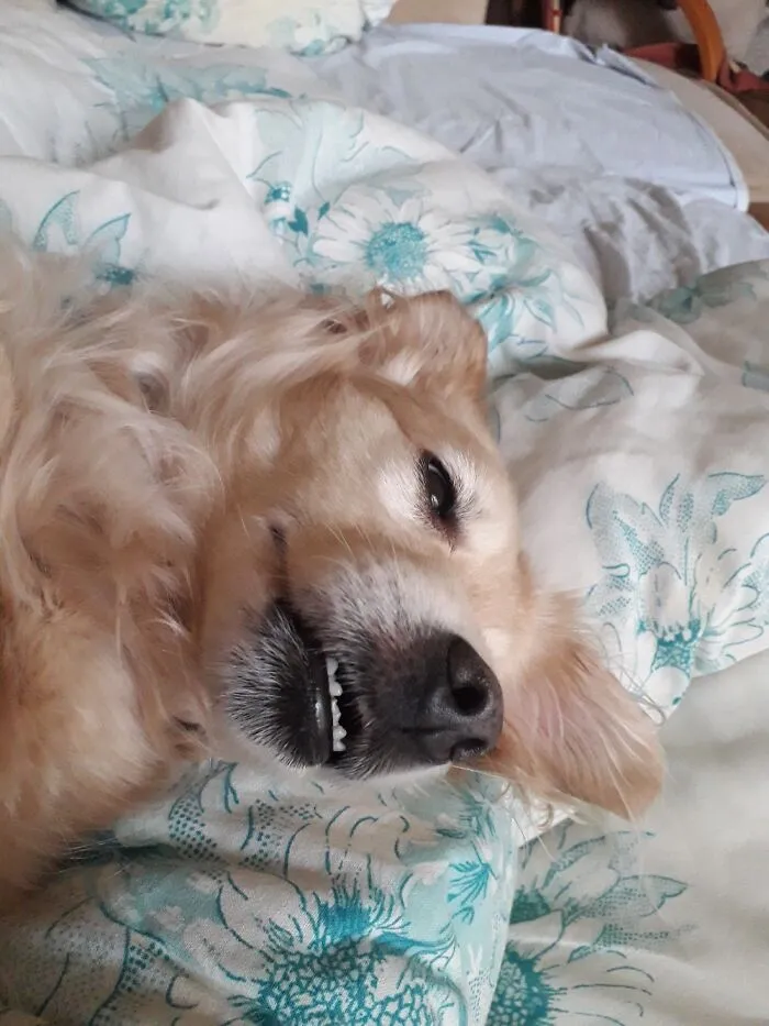 Snout