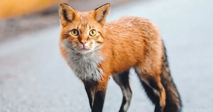 Person Shows What Everything Would Look Like If It Had A Cat’s Face And The Result Is Funny Yet Disturbing (98 New Pics)