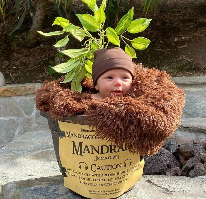 Siempre bromeamos con que nuestro pequeño parecía una raíz de mandrágora cuando lloraba. Por lo tanto, lo disfrazamos de una para su primer Halloween