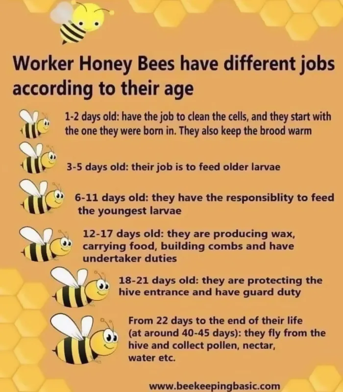 A Bee’s Life