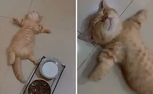 50 Times Cats Did Such Hilarious And Weird Things, Their Owners Just Had To Share The Pics Online (New Pics)