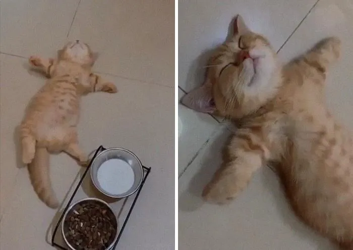 Un gatito relajándose y con la panza llena 