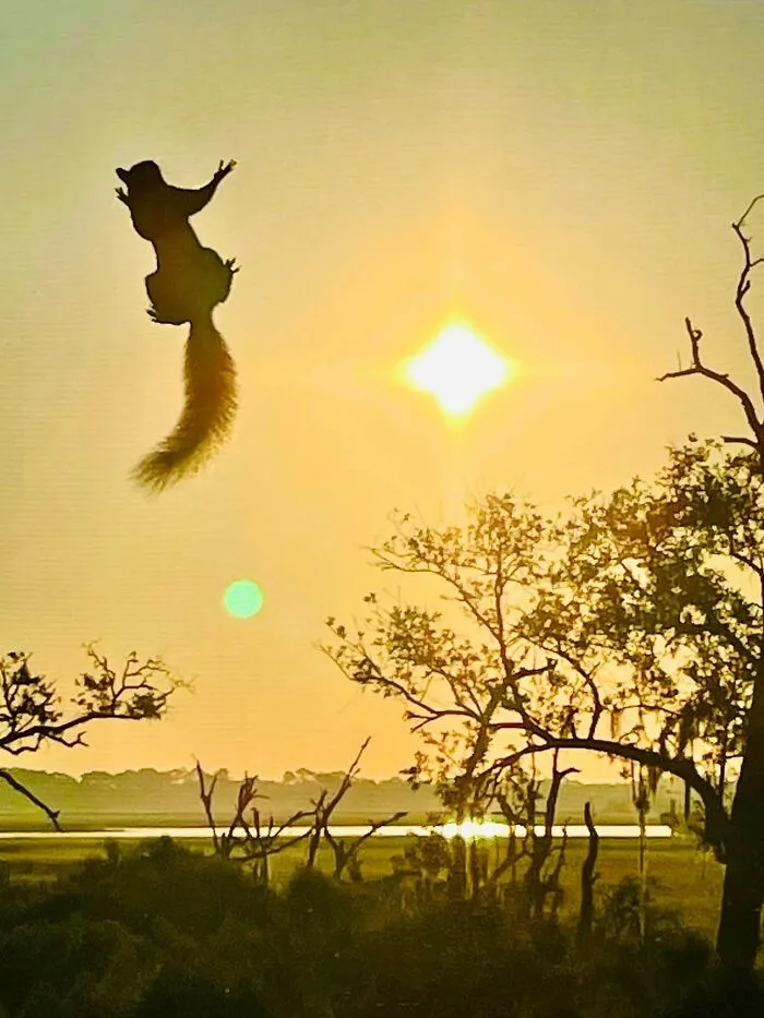Yo: Mira ese bonito amanecer... Ardilla: ¡Sujeta mi cerveza!
