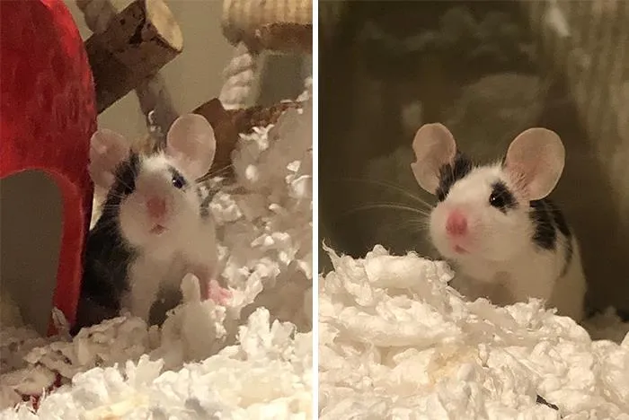 I've Never Seen A Mouse That Looks So Much Like A Mouse Before