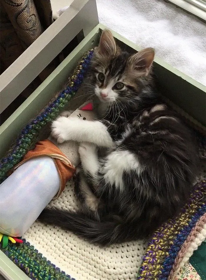 Adopted Fizz Today