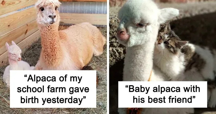 30 Times People Captured Alpacas Being Adorable