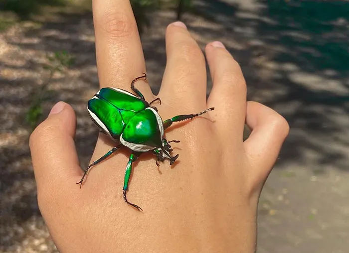 Vibrant green bug with metallic sheen resting on a person's hand, showcasing the spectacular nature of bugs.