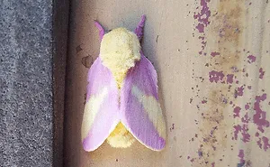 Bugs Are Truly Spectacular And Here Are 40 Pics To Prove That