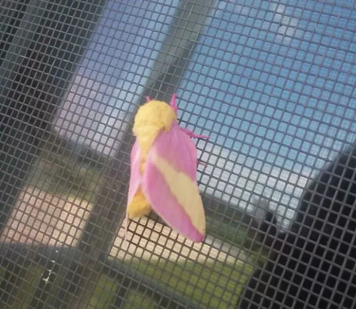 Pink and yellow colorful bug resting on a window screen showcasing one of the beautiful and cute bugs rarely seen before.