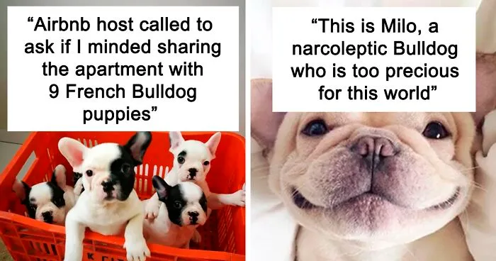 50 Cute Pics Of Bulldogs Prove How Common Stereotypes About Them Are Wrong