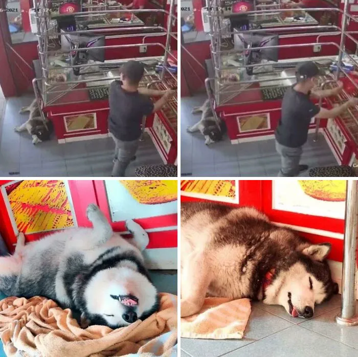 “Guard Dog Named Lucky Ignored A Staged Robbery During A Training Exercise In A Thai Jewelry Store.” He Is Still A Good Boy!! (Full Story W Video In The Comments)
