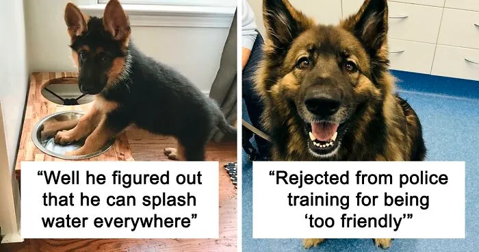 50 Pictures Of Cute Dogs That Will Hopefully Make Your Day