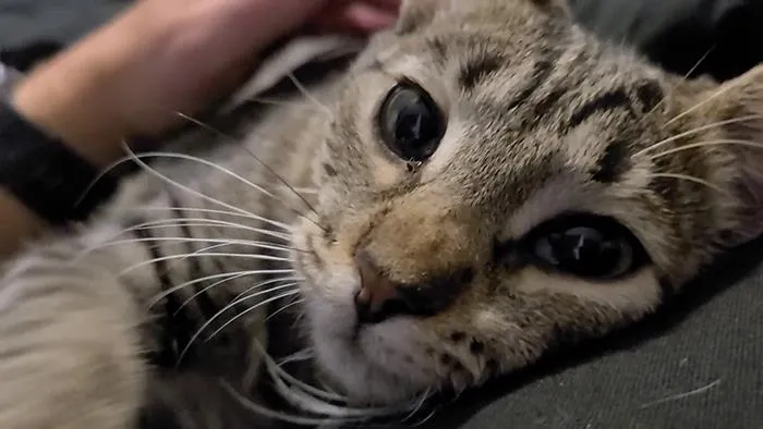 I Was Adopted Today. She Hid Under The Stove All Day Till I Gave Her Some Wet Cat Food. It Was Love At First Bite