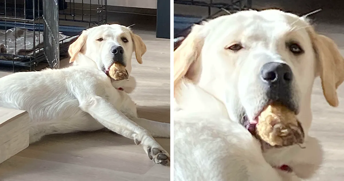 40 Reconfortantes fotos de mascotas rescatadas para sanar tu alma (edición de octubre)