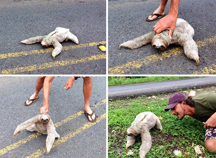 My Friend Saves A Sloth From The Middle Of The Road