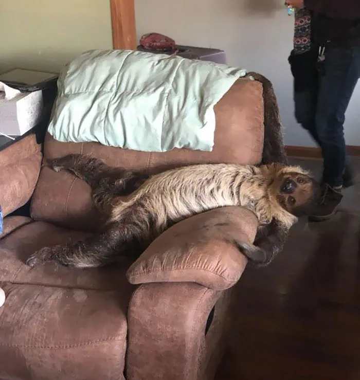 Tuve un perezoso en casa gracias a Flying Fox Conservation en Chicago
