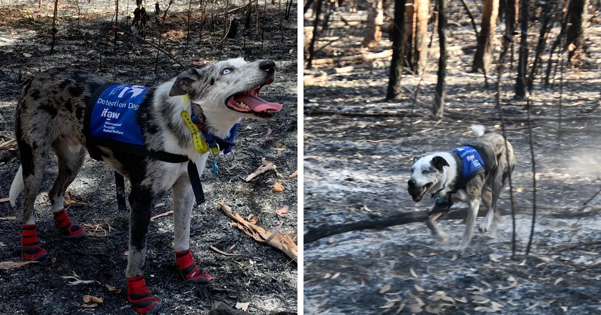 Un perro recibe un premio de honor por salvar a más de 100 koalas durante los incendios forestales