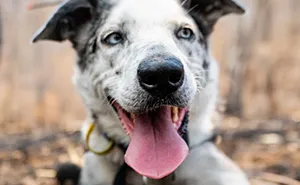 Dog Received An Award Of Honor For Saving Over 100 Koalas During The Bushfires