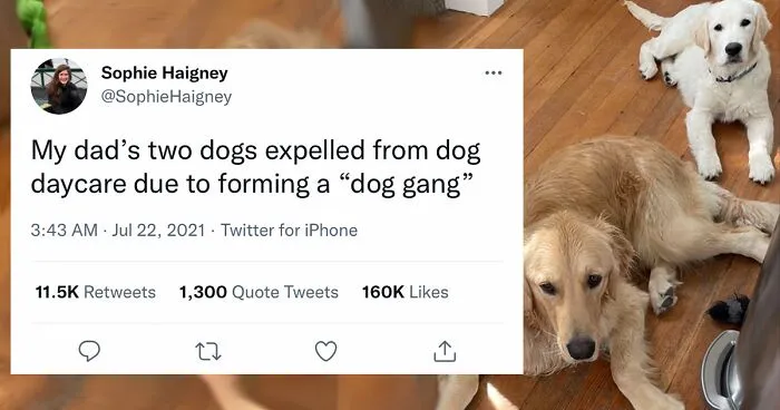 32 Times When Dogs Got Kicked Out Of Daycare For The Funniest Reasons, Shared By Owners Online
