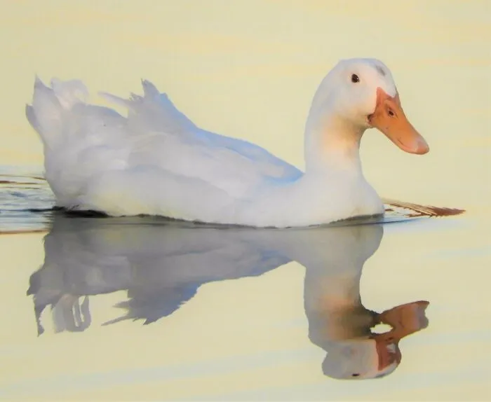 At The Duck Pond, At Sunset.