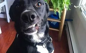 Hey Pandas, Share The Most Amazing Photo Of Your Pet (Closed)