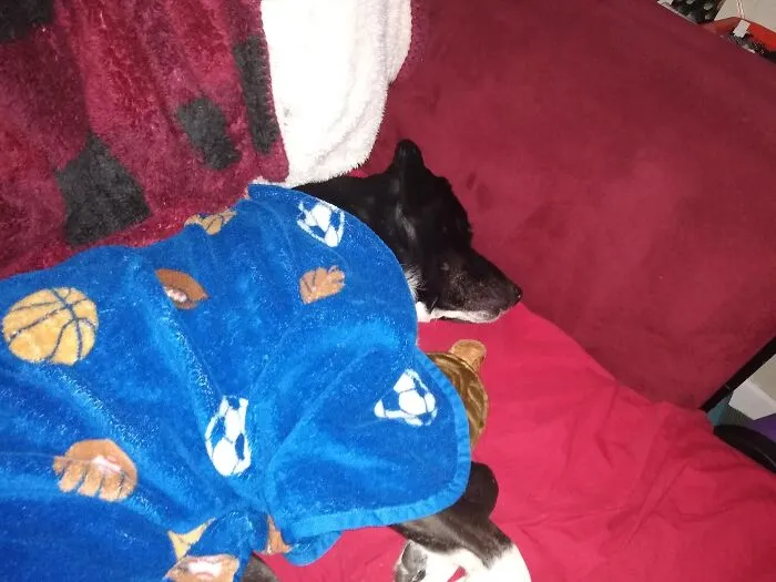 Tucked In With Her Brother's Stuffed Tortoise