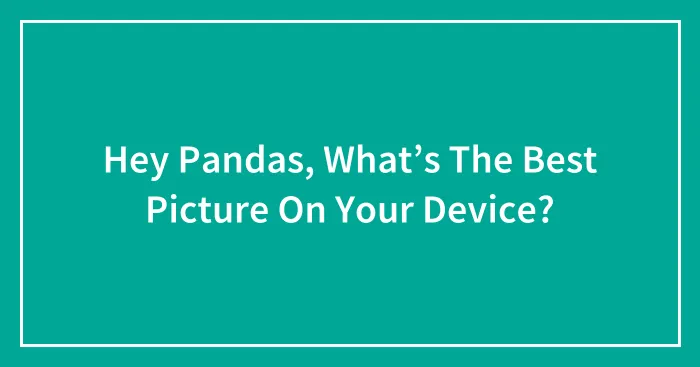 Hey Pandas, What’s The Best Picture On Your Device?