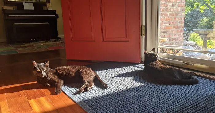 Hey Pandas, Photoshop This Picture Of My Kitties (Closed)