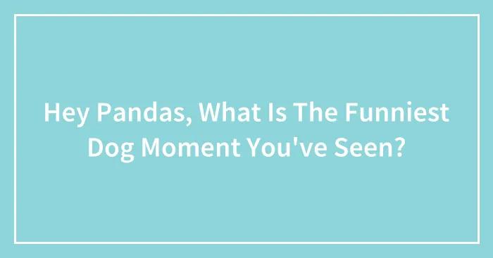 Hey Pandas, What Is The Funniest Dog Moment You've Seen?
