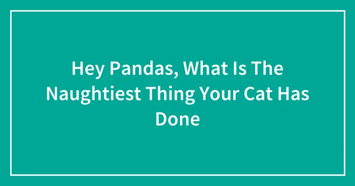 Hey Pandas, What Is The Naughtiest Thing Your Cat Has Done