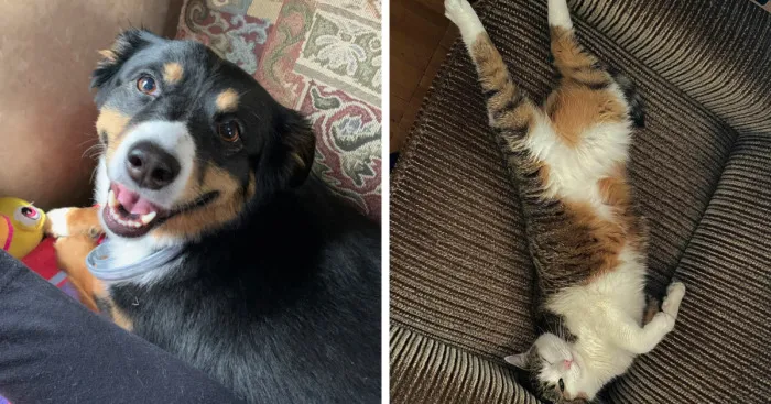 Hey Pandas, Post The Funniest Picture Of Your Pets (Closed)
