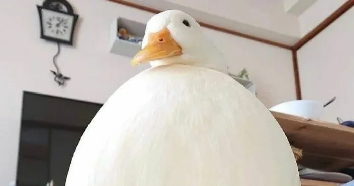 Hey Pandas, Photoshop My Friend's Duck (Closed)