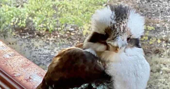 Hey Pandas, Post Your Best Picture Of A Bird