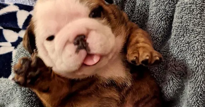 Hey Pandas, Photoshop This Puppy I Found On Bored Panda