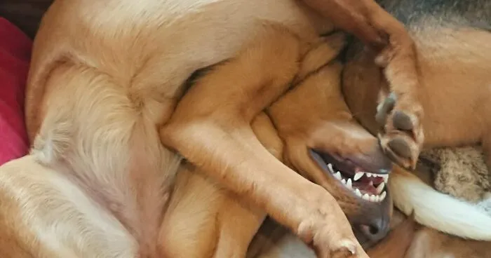Hey Pandas, What's Wrong With Your Dog? (Closed)