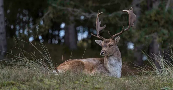 My 16 Photos Of Wildlife Deer In The Netherlands