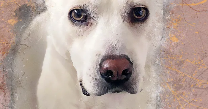I Help Find New Homes For Heroic Blood Donor Dog And 17 Other Dogs In Need