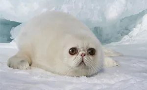 Designers Combined Animals Together And Some Of Them Are So Bad They’re Funny (30 Pic)