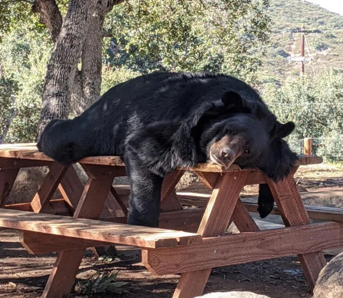 Someone's Had A Beary Rough Day